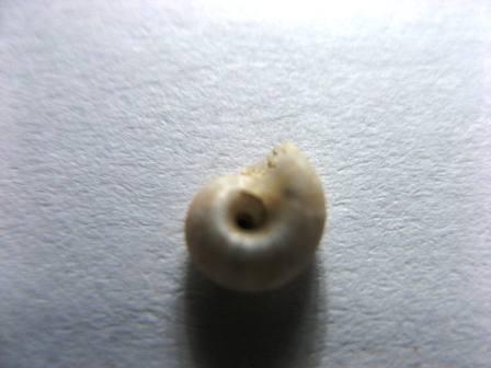 Buongiorno ragazzi identificazione..